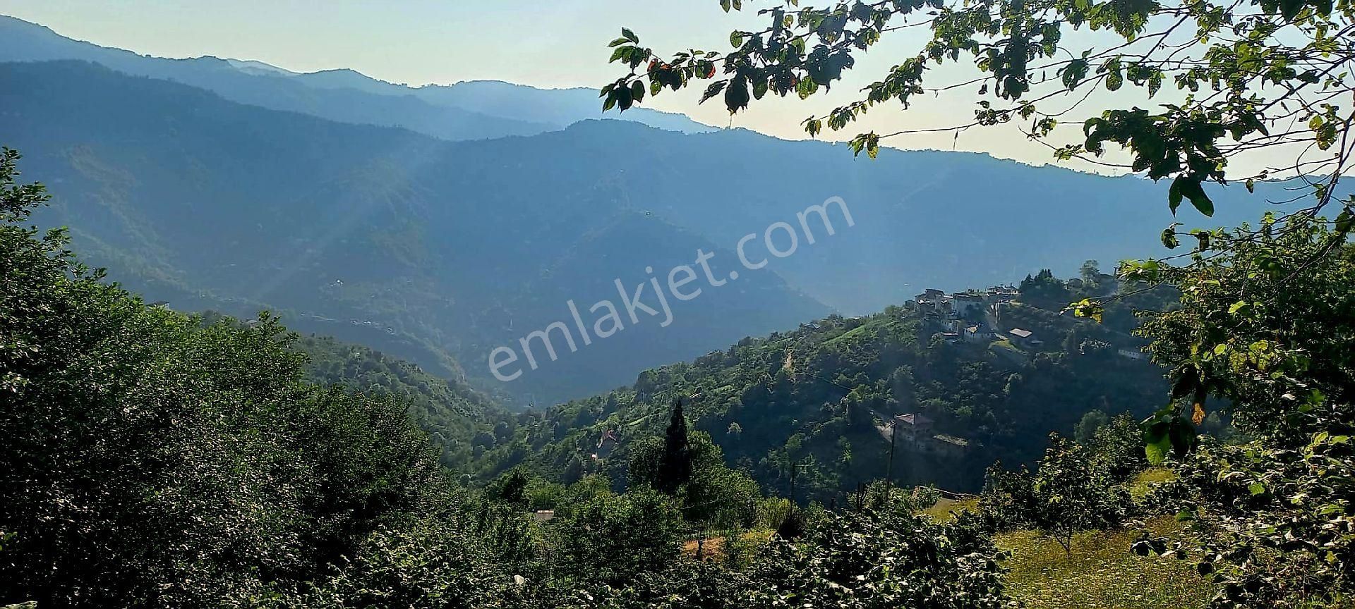 Trabzon Vakfıkebir İshaklı'da Denize 10 Dk. 1.544m2 Tarla Ve Fındık Bahçesi. Açıklamayı Okuyunuz.