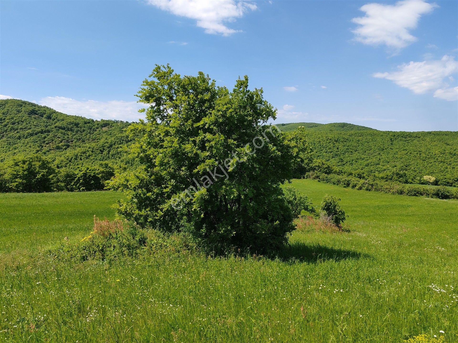 11.267 M2 Ormana Cepheli Tarla, Bağ-bahçe, Hobi Bahçesi Kalburcu