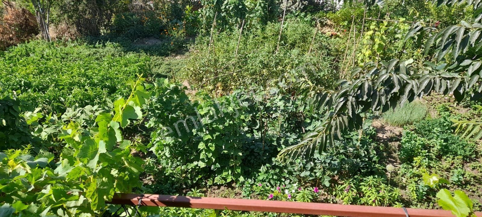 Aydın Söke Nalbantlar Mah Önü Açık İçinde 2+1 Odası Olan Geniş Bahçeli Satılık Müstakil Ev - Görsel 9