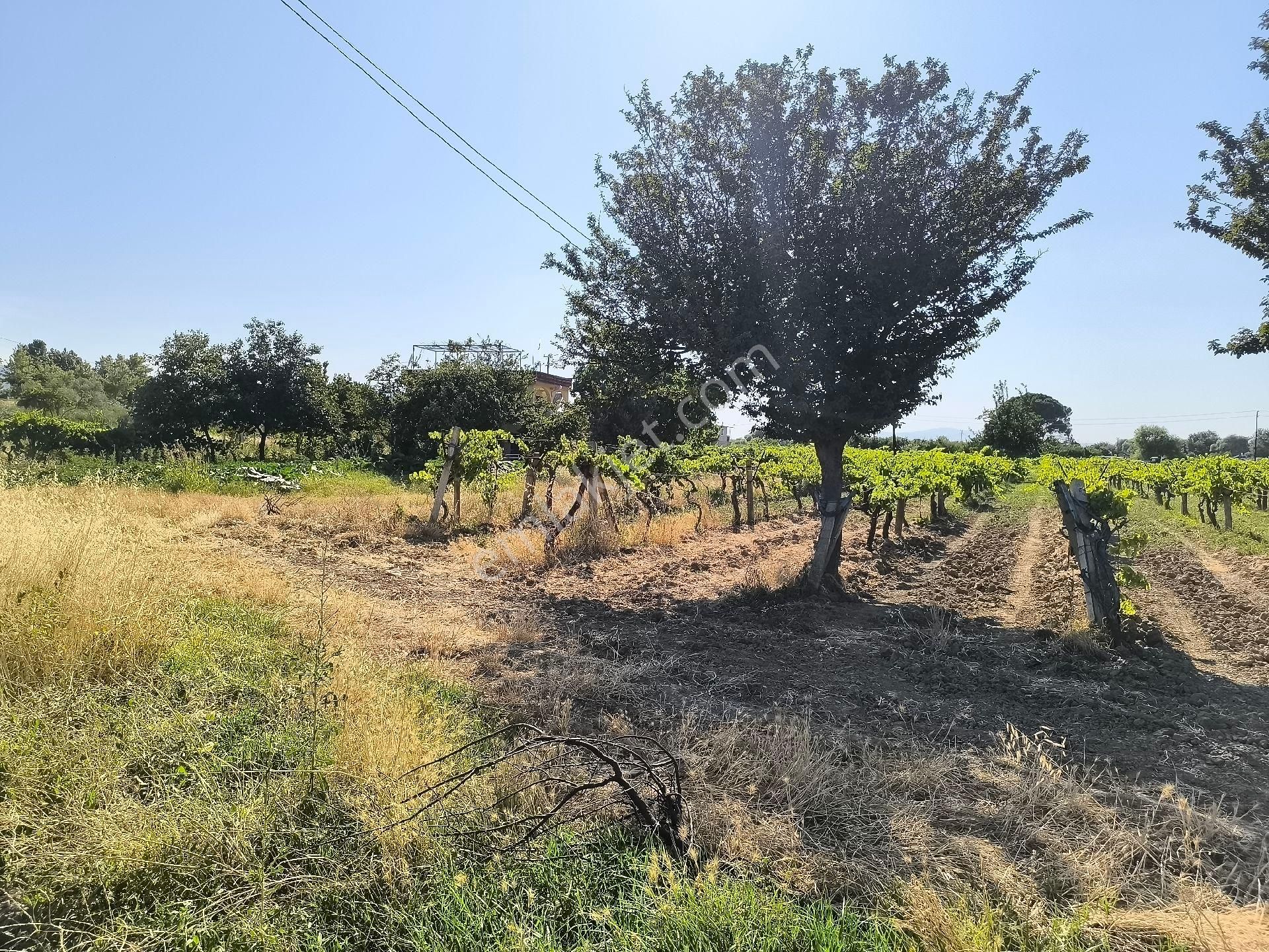 Manisa Yeni Garaj Arkası 4.500m2 Direkli Bağ 9.900.000 Tl