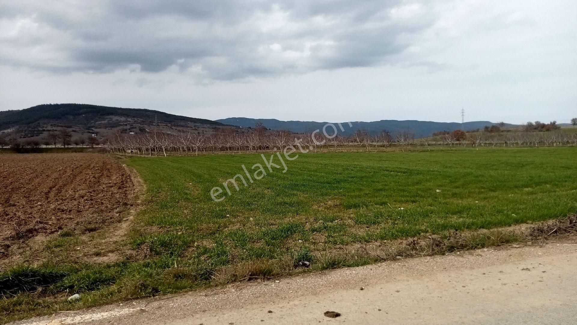 Koyunhisar -hamidiye- Satılık Arazi - Görsel 16