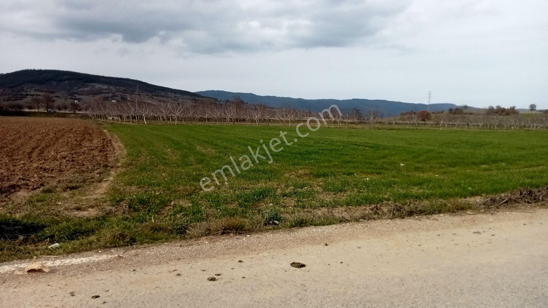 Koyunhisar -hamidiye- Satılık Arazi - Görsel 17