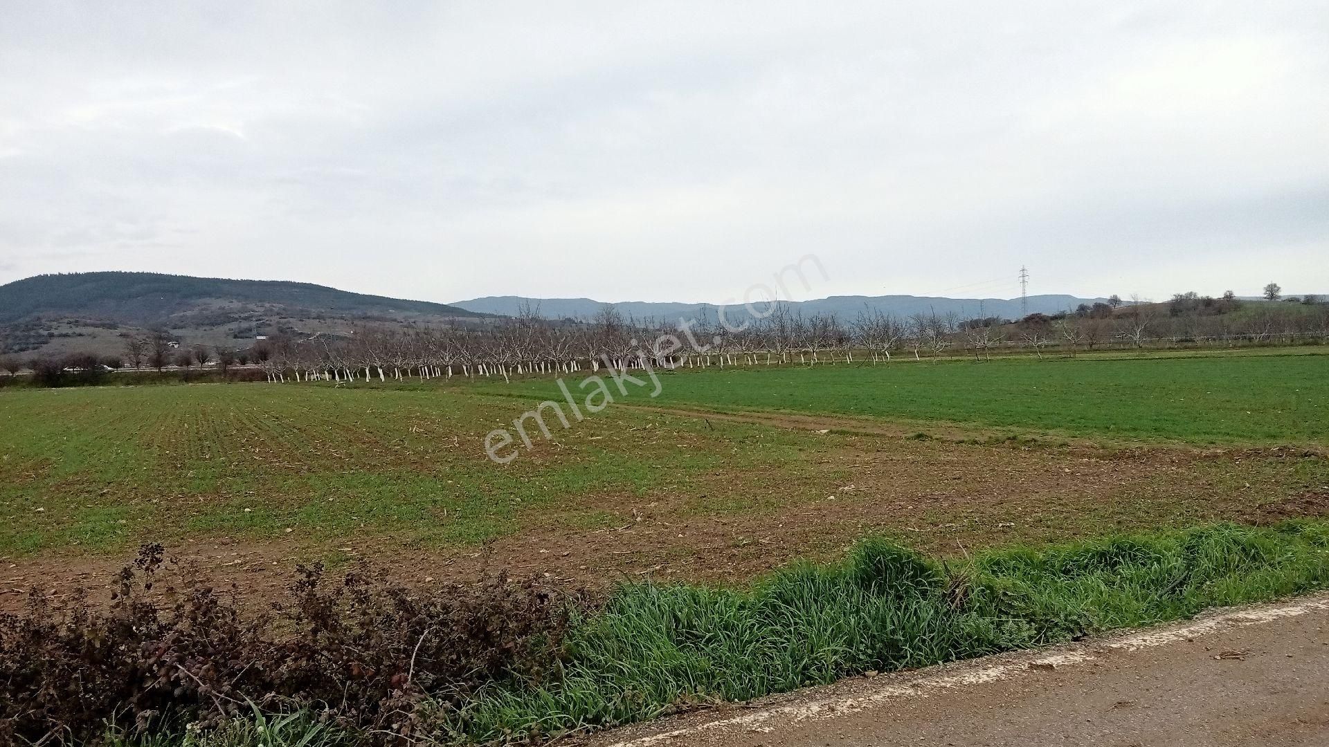 Koyunhisar -hamidiye- Satılık Arazi - Görsel 22