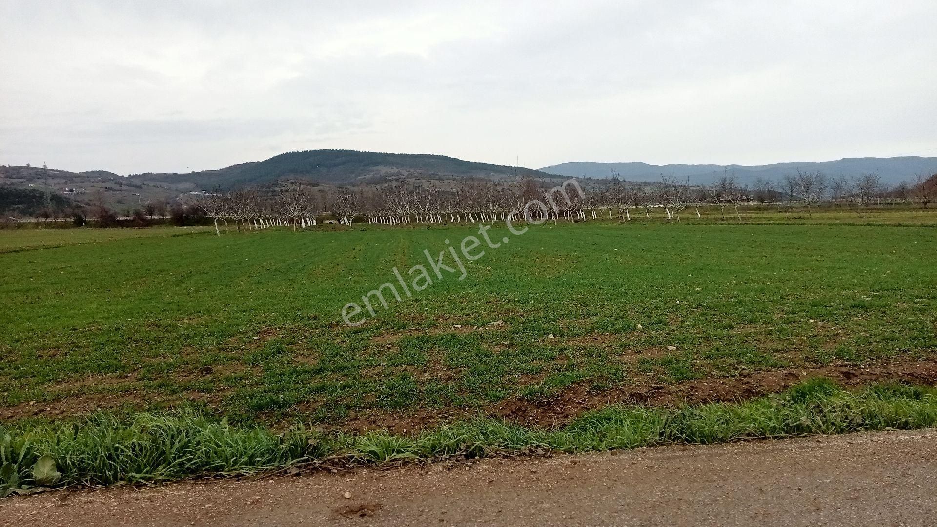Koyunhisar -hamidiye- Satılık Arazi - Görsel 21