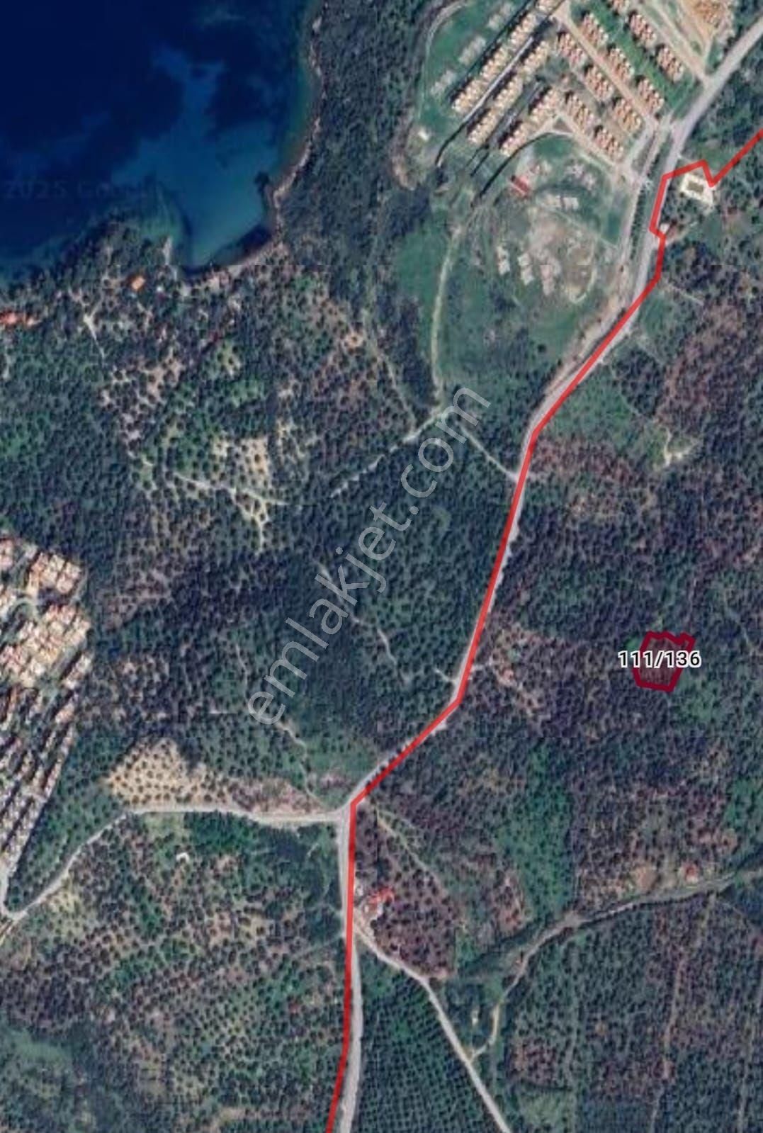 Dikili Ümmetoğlu'ndan 2.029 M2 Zeytinlik Tarla Yatırımlık - Görsel 2