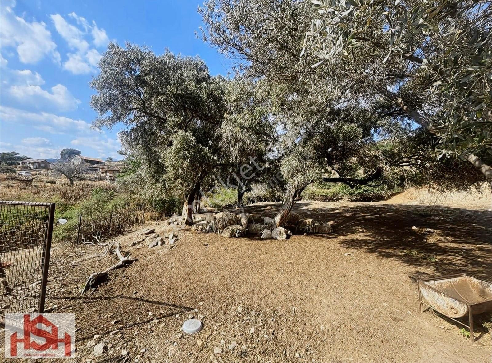Esellide İmarlı Ve Zeytin Ağaçlı '540' Metre 2 Arsa Ödemişe 15dk