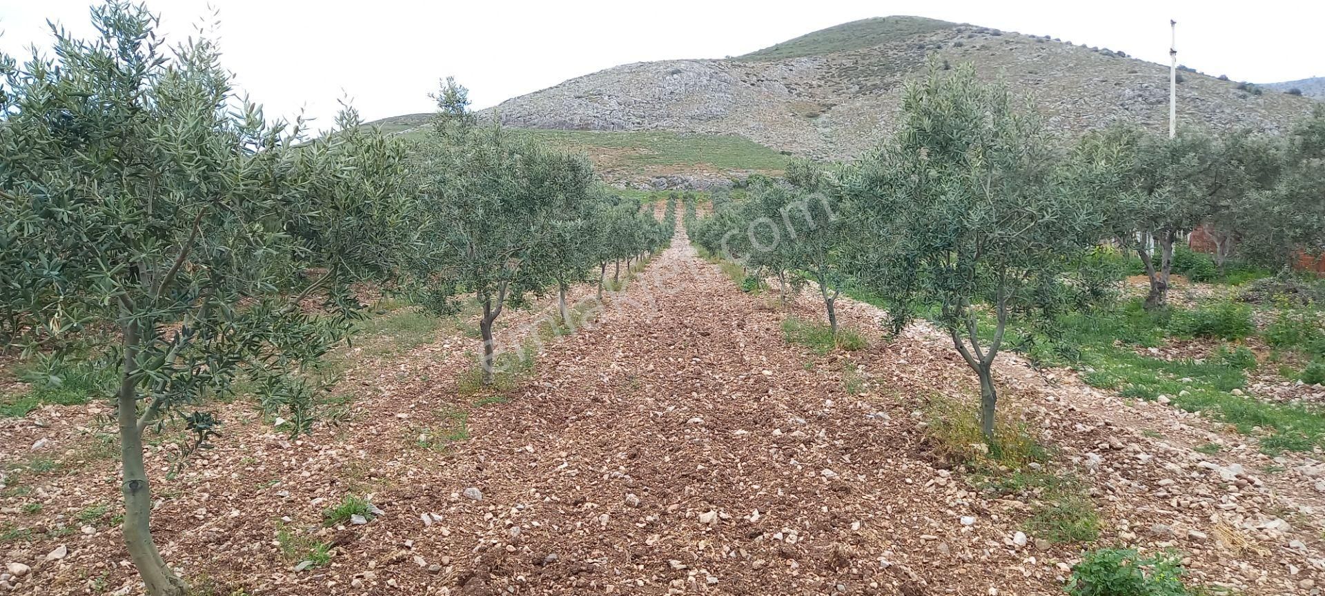 Yeni Yapılacak Akhisar Organize Sanayiye Yakın Zeytinlik - Görsel 5