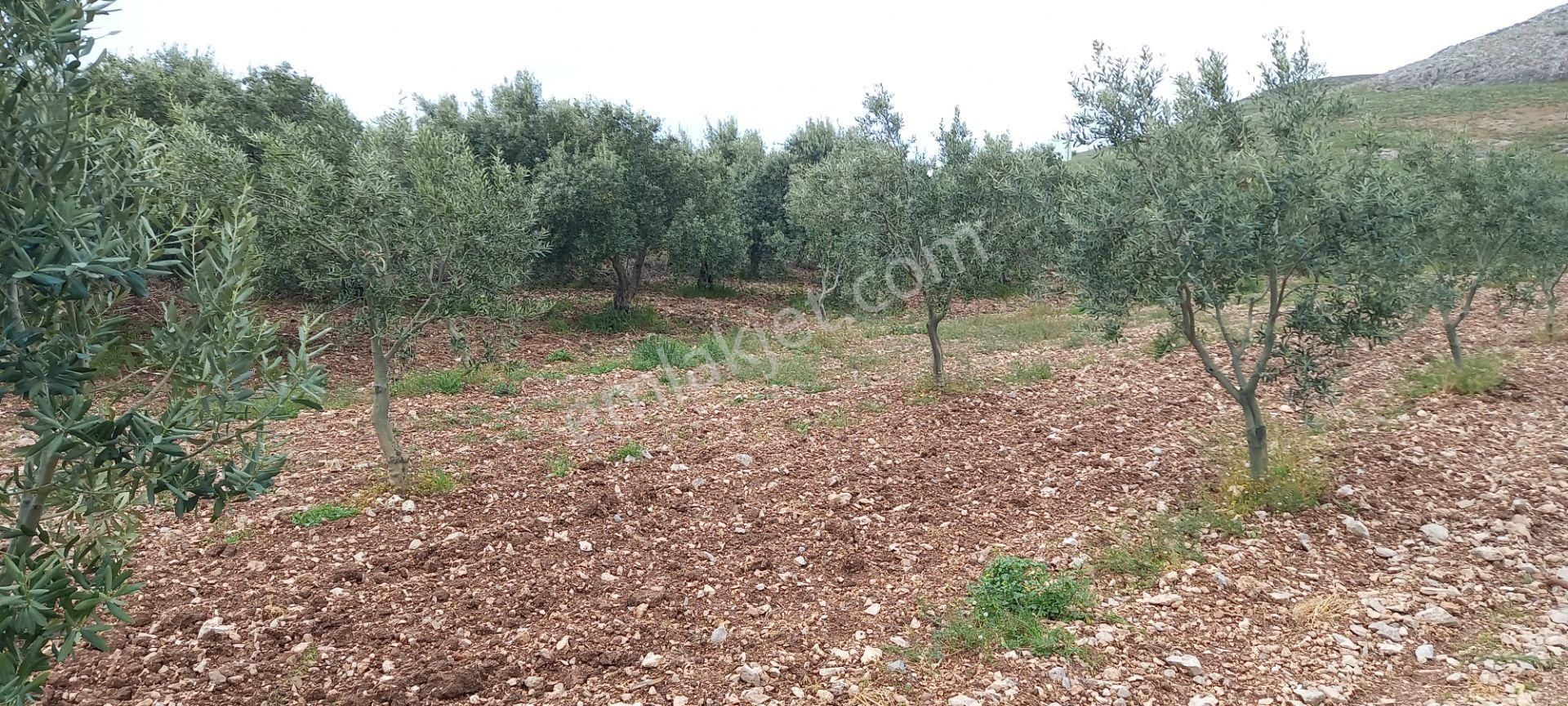 Yeni Yapılacak Akhisar Organize Sanayiye Yakın Zeytinlik - Görsel 6