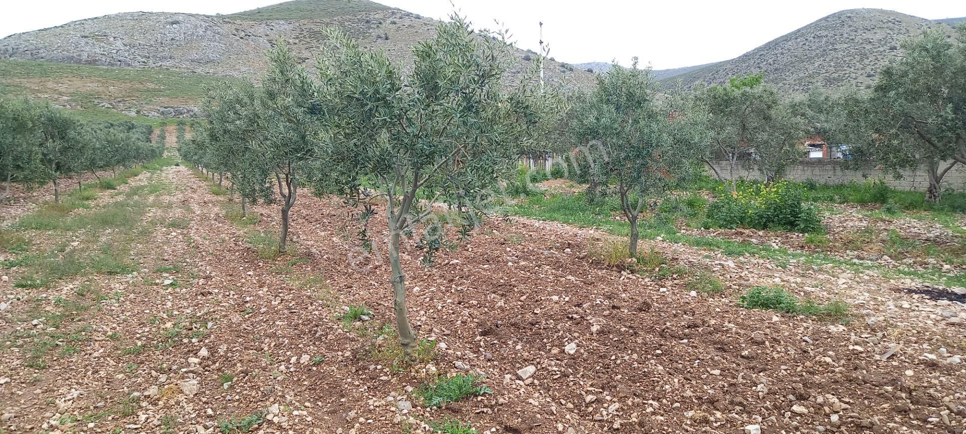 Yeni Yapılacak Akhisar Organize Sanayiye Yakın Zeytinlik - Görsel 4