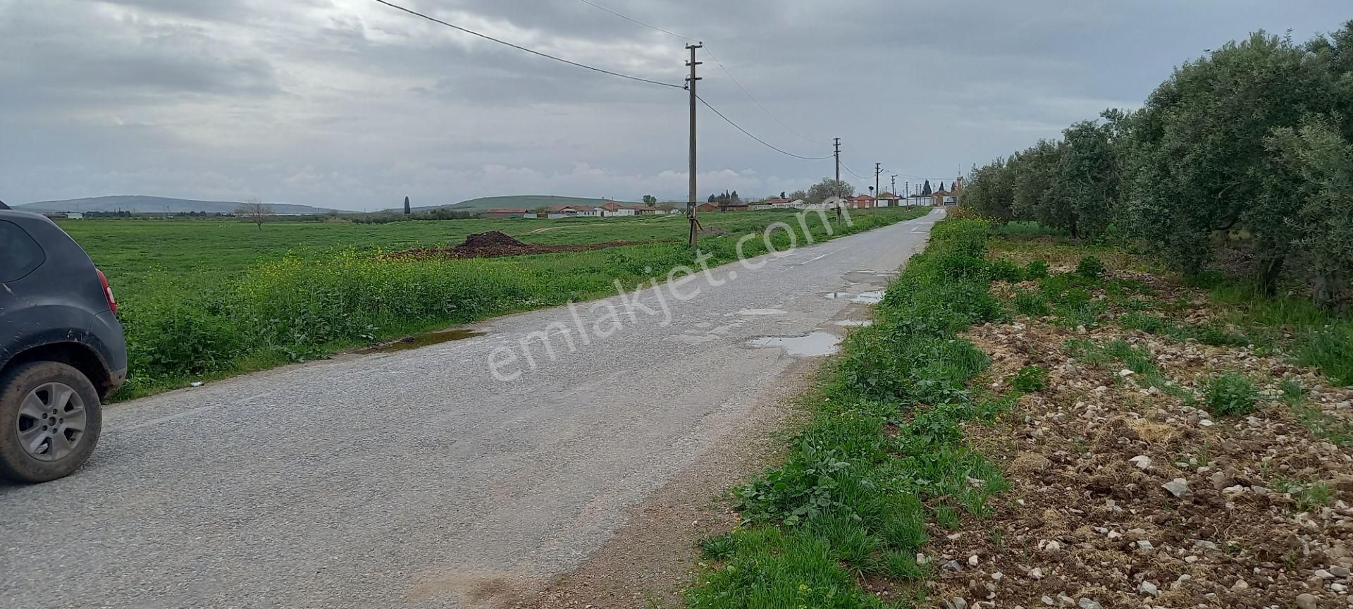 Yeni Yapılacak Akhisar Organize Sanayiye Yakın Zeytinlik - Görsel 12