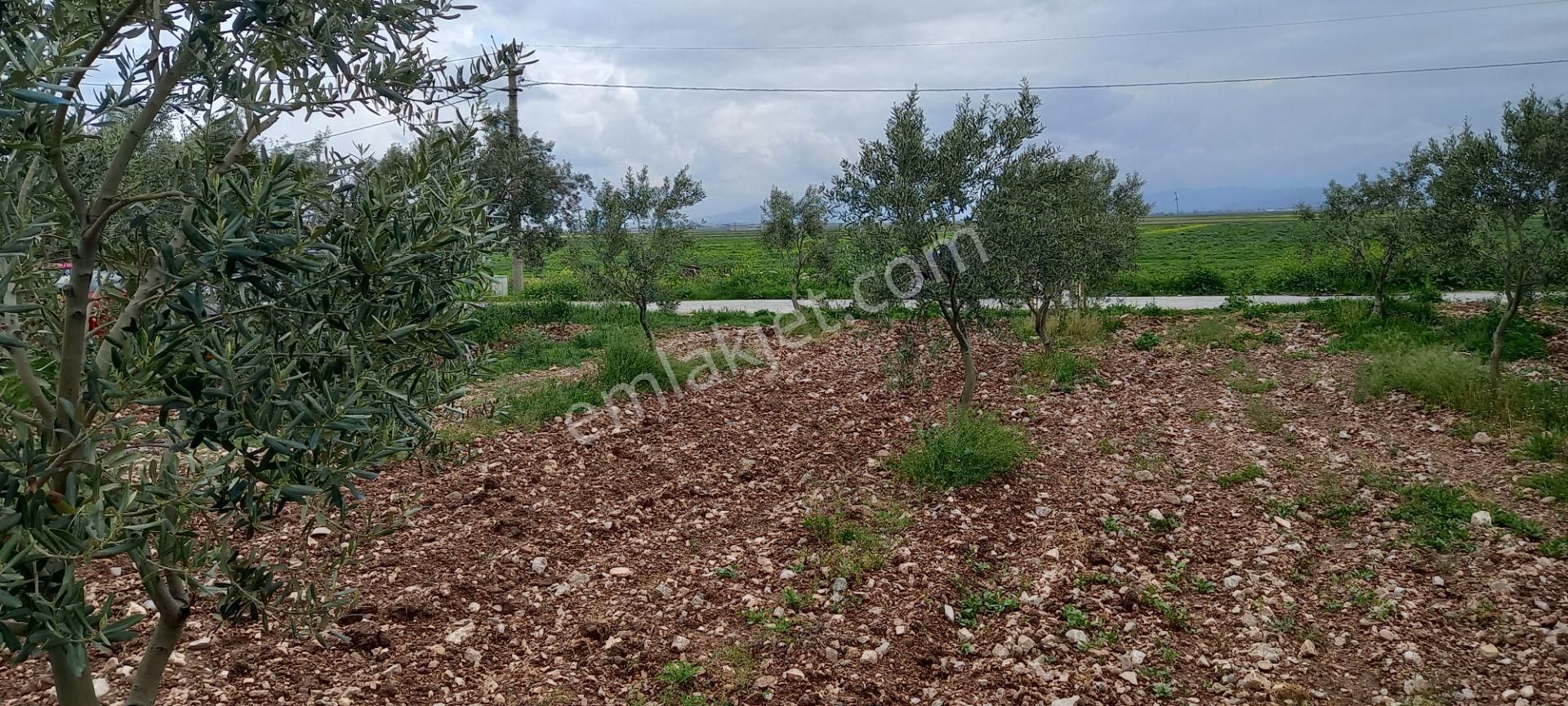 Yeni Yapılacak Akhisar Organize Sanayiye Yakın Zeytinlik - Görsel 2