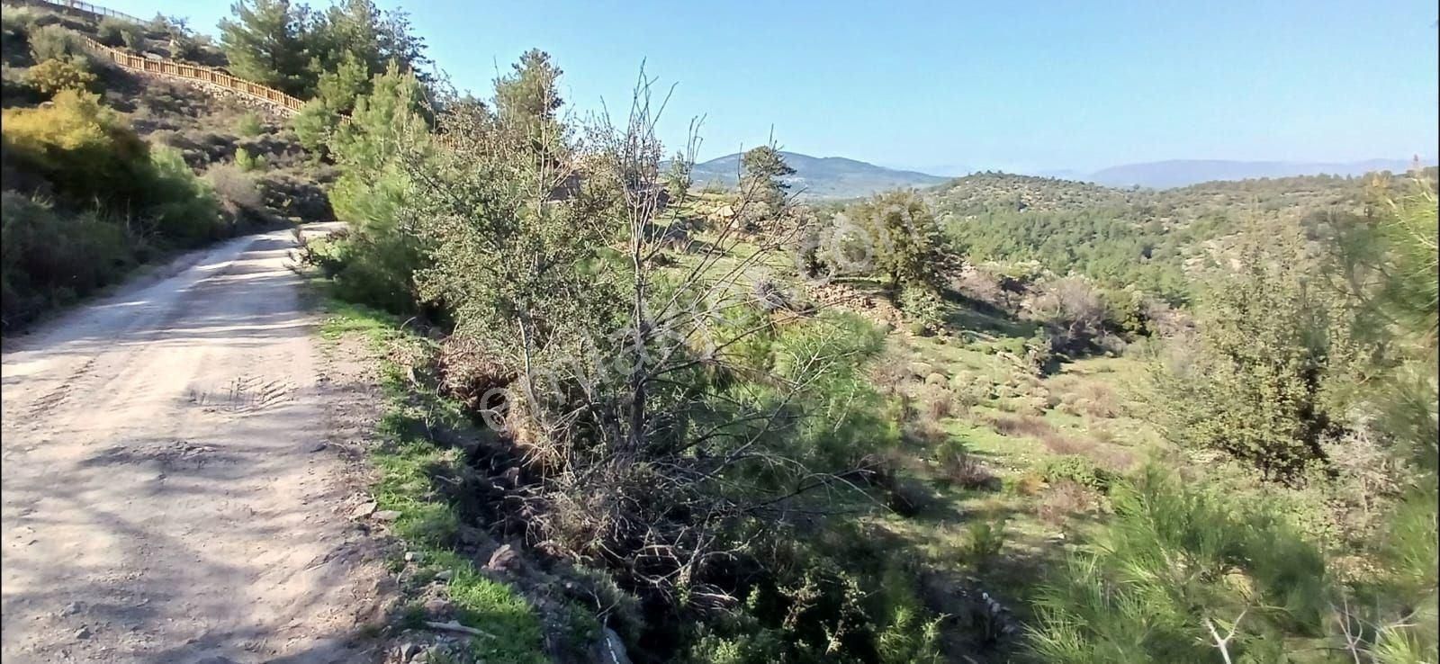 Milas Hasanlar Da 5153 M2 Zeytinli Tarla Yatırım Fırsatı