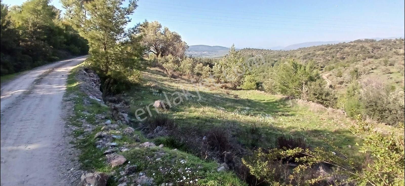 Milas Hasanlar 'da 16.646 M² Yola Cepheli Zeytinli Tarla