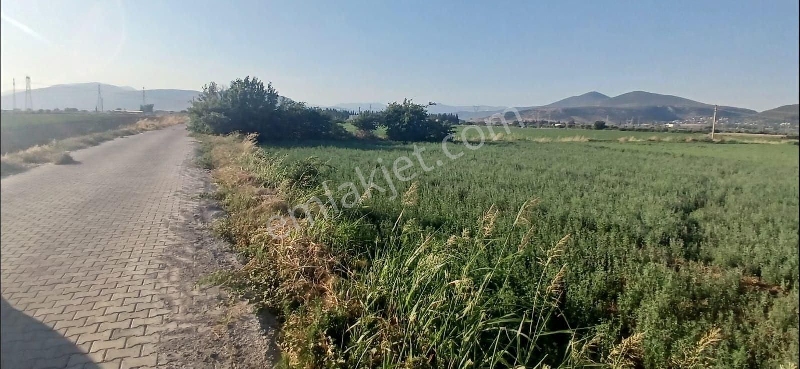 Milas Ağaçlıhüyükte 22.375 M² Verimli Tarla Satışta !
