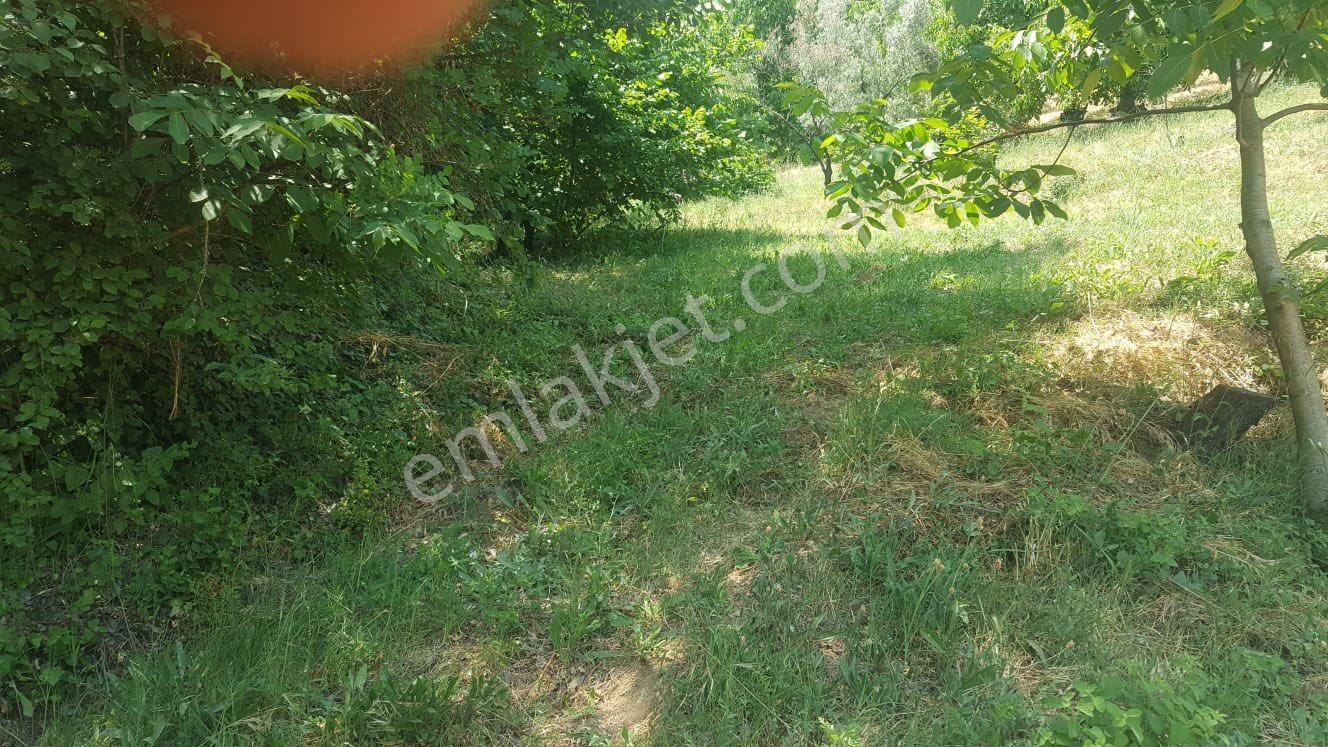 Yenisölözde Satılık Zeytinlik - Görsel 6