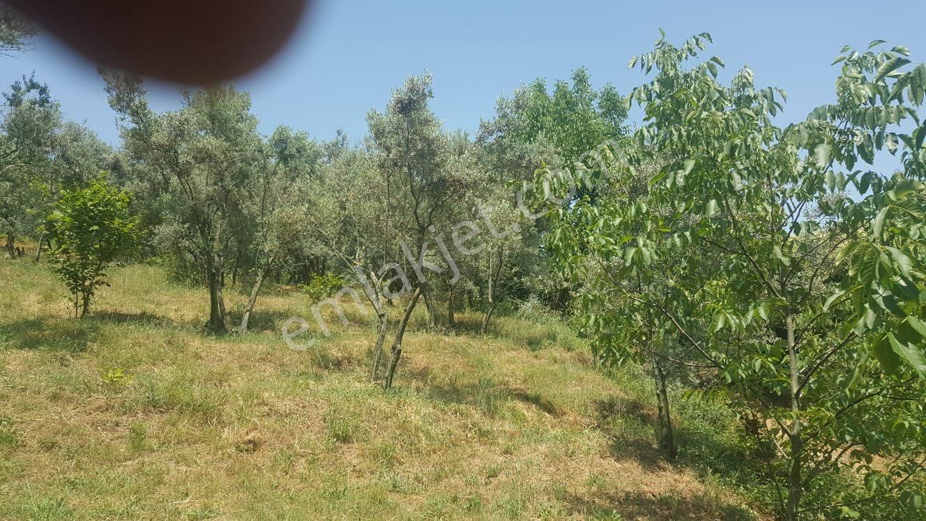 Yenisölözde Satılık Zeytinlik - Görsel 10