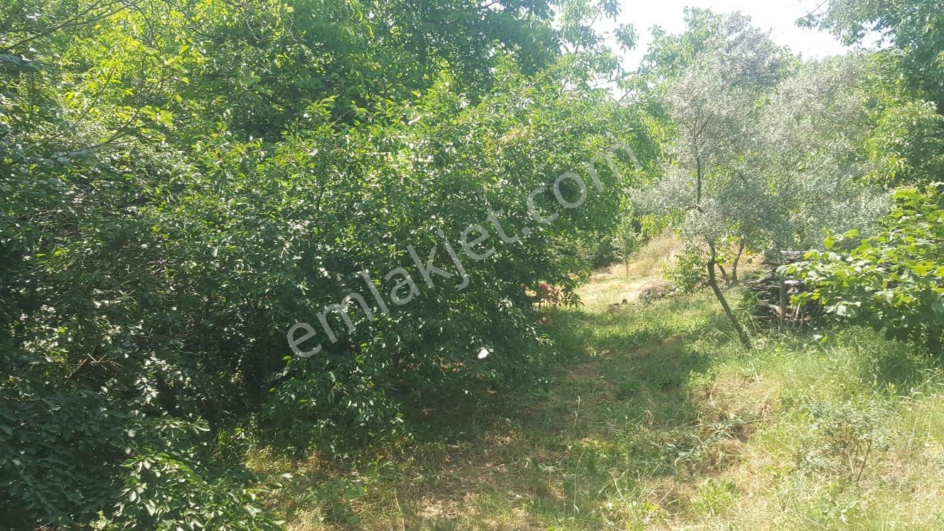 Yenisölözde Satılık Zeytinlik - Görsel 13