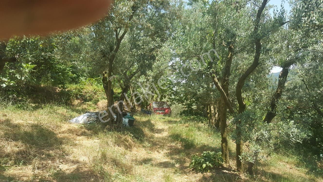 Yenisölözde Satılık Zeytinlik