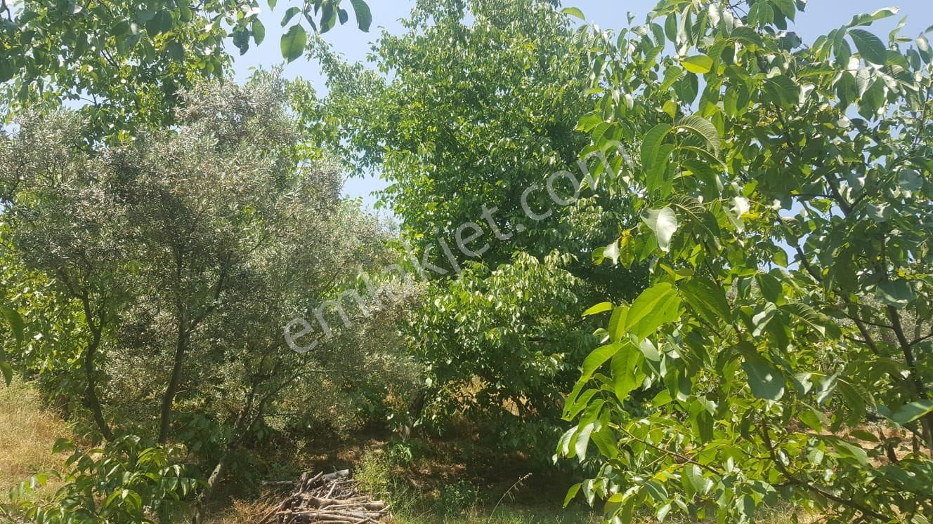 Yenisölözde Satılık Zeytinlik - Görsel 11