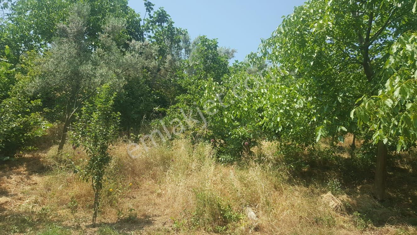 Yenisölözde Satılık Zeytinlik - Görsel 4