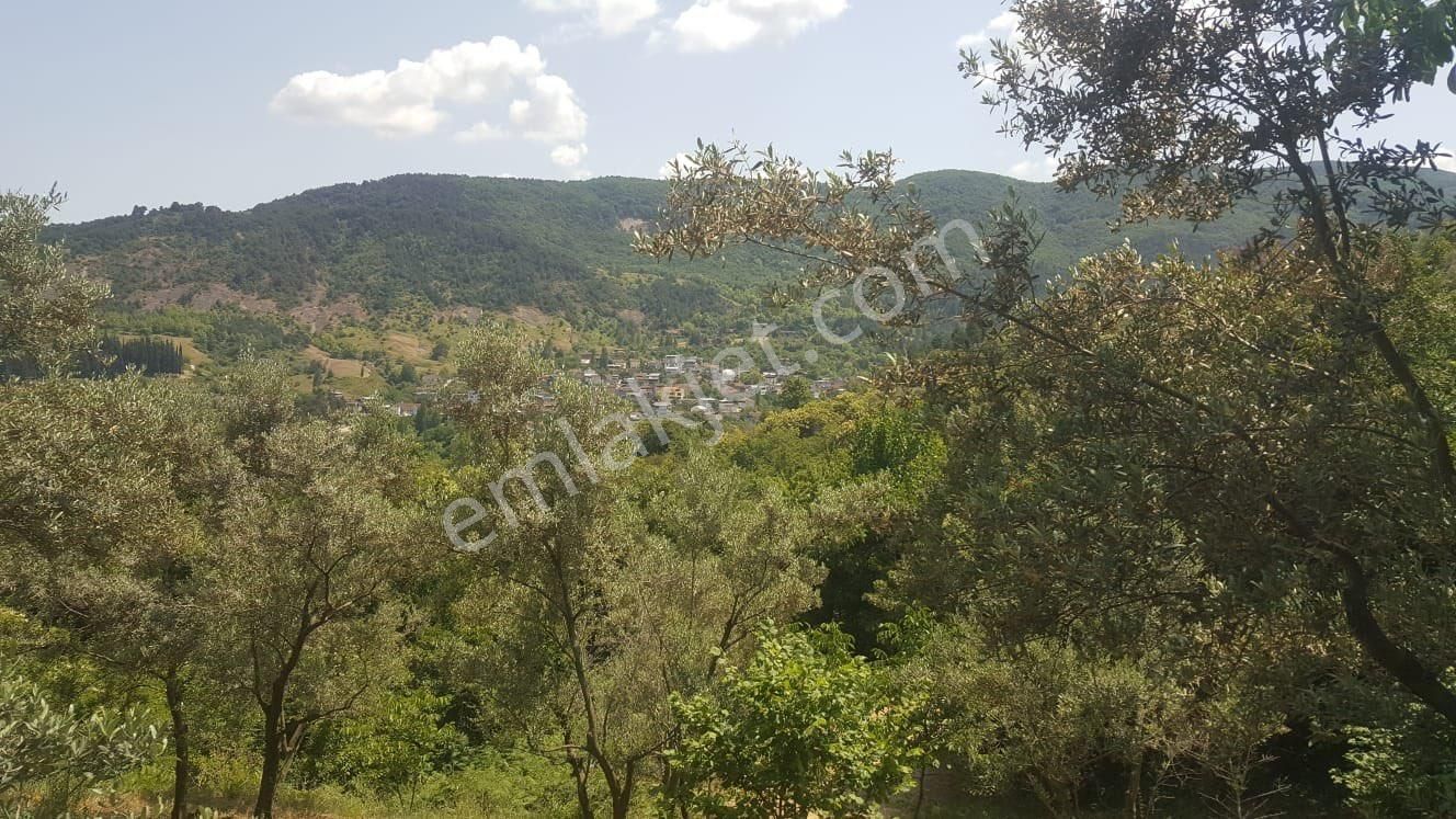 Yenisölözde Satılık Zeytinlik - Görsel 3