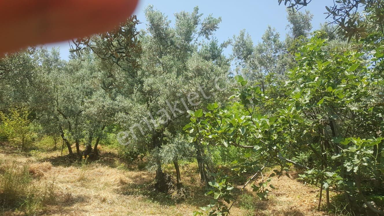 Yenisölözde Satılık Zeytinlik - Görsel 9