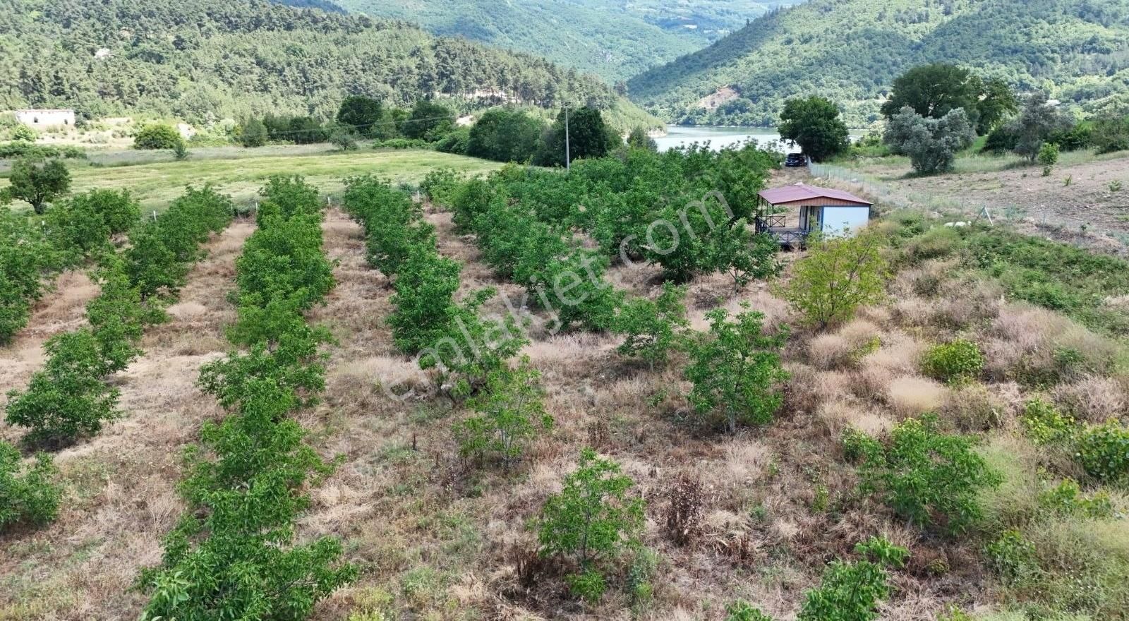 Bursa M.k.paşa Alpağut Mah. Asvalt Yola Cephe 8.250 Ceviz Tarla - Görsel 2