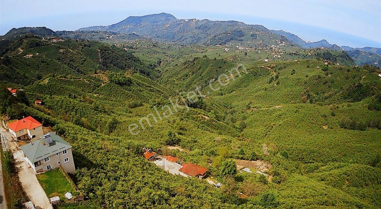Deniz Manzaralı 6.279 M2 Fındık Bahçesi Ve Ev