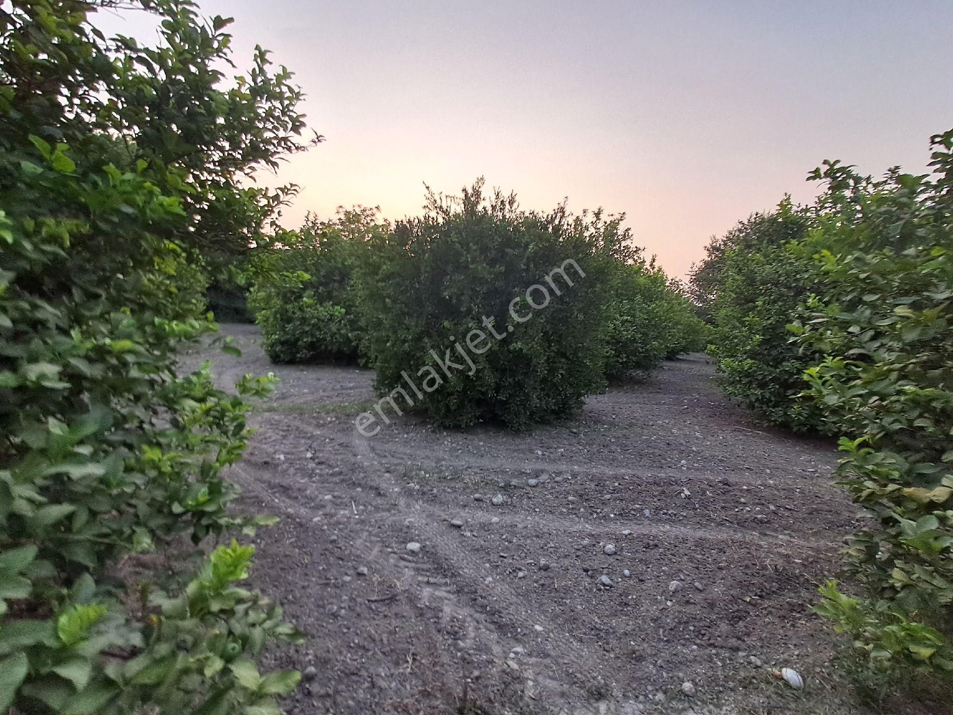 Günaydın Emlak'tan Akıncıda 9600 M2 Tek Tapu Satılık Tarla - Görsel 10