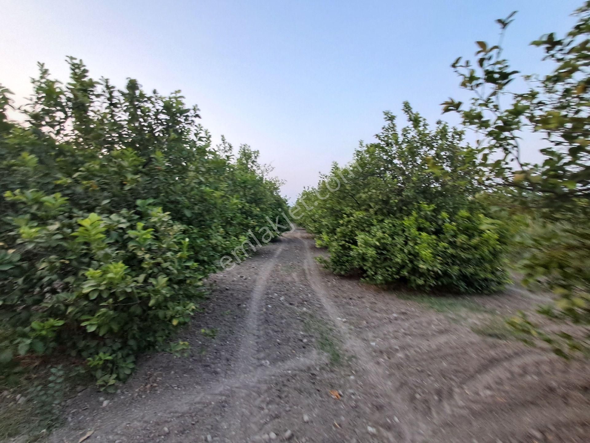 Günaydın Emlak'tan Akıncıda 9600 M2 Tek Tapu Satılık Tarla - Görsel 9