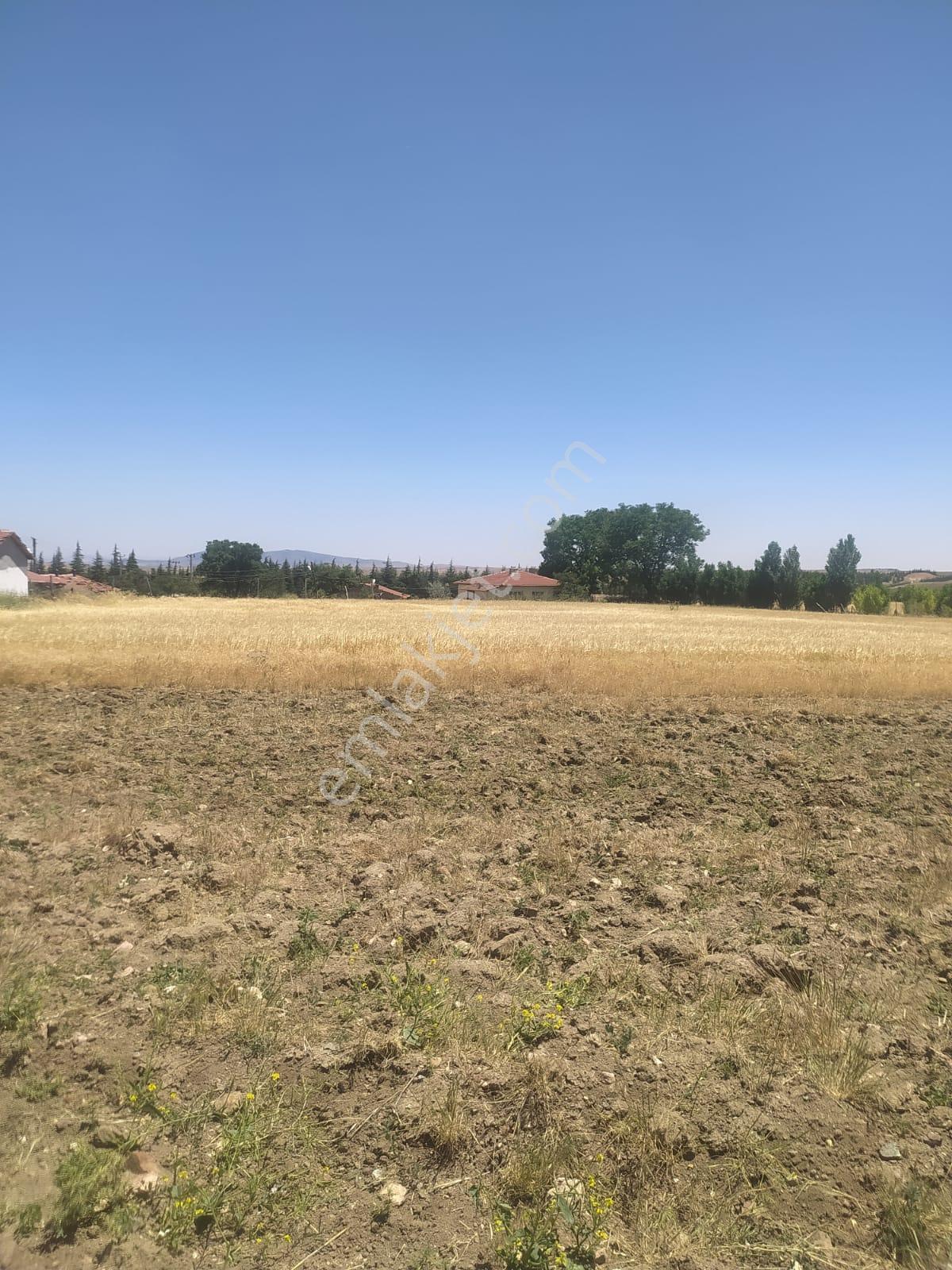 M-88 Taşlıkköy Mahallesi Satılık Çiftlik