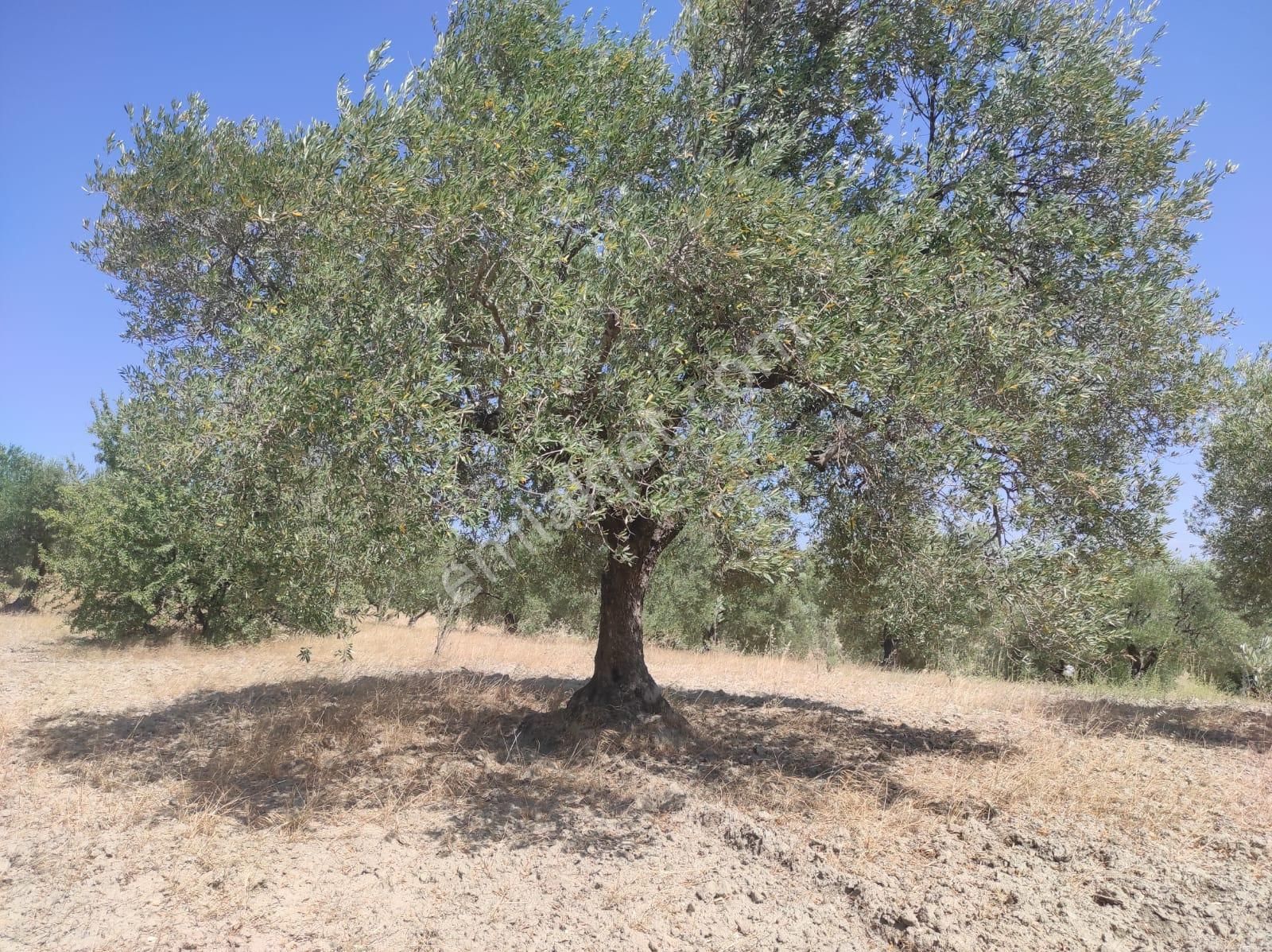 Uzun Emlak'tan Saruhanlı Pınarbaşı Satılık Muhteşemsin Zeytinlik