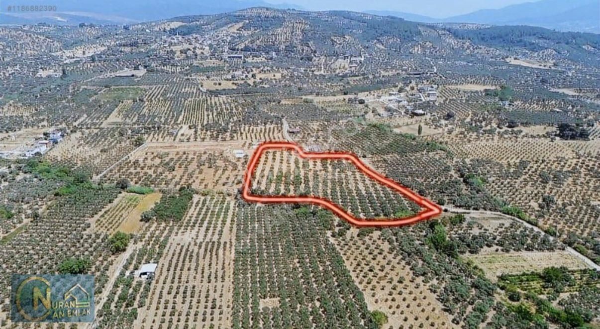 Saipler Köyü Satılık Zeytinlik