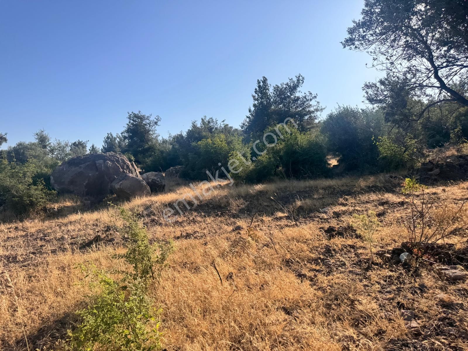 Çamlıca Da 10.000 M2 Tarla , Asfalta Sıfır - Görsel 2