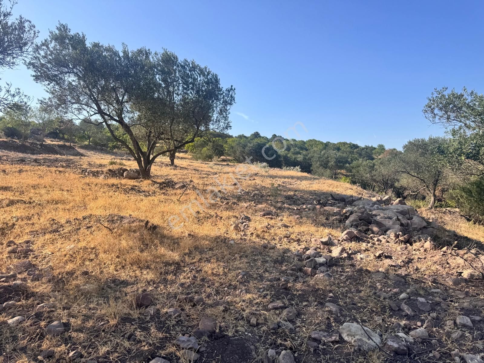 Çamlıca Da 10.000 M2 Tarla , Asfalta Sıfır - Görsel 16