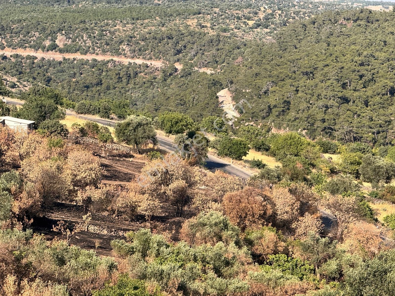 Çamlıca Da 10.000 M2 Tarla , Asfalta Sıfır - Görsel 20