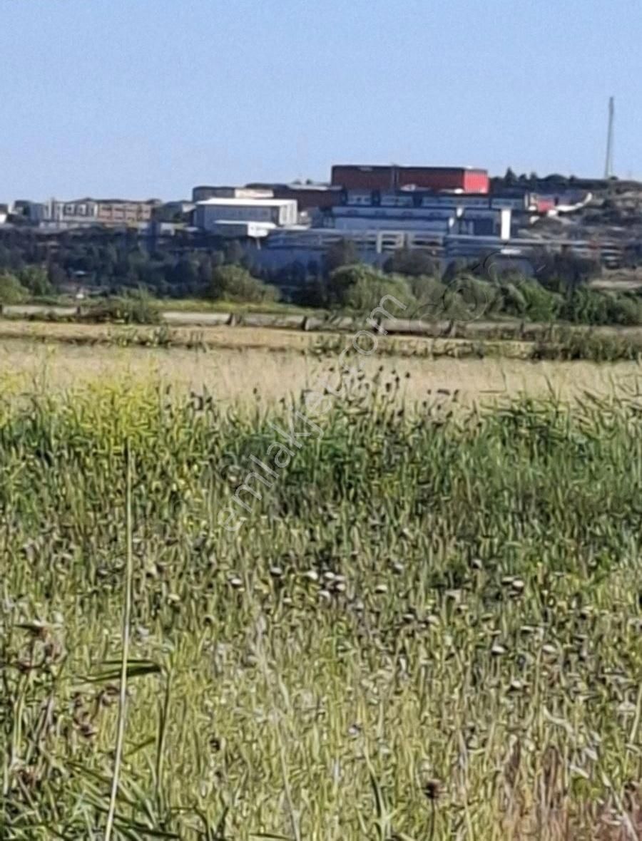Foça Gerenköyde 1700 M2 Arazim Satılıktır