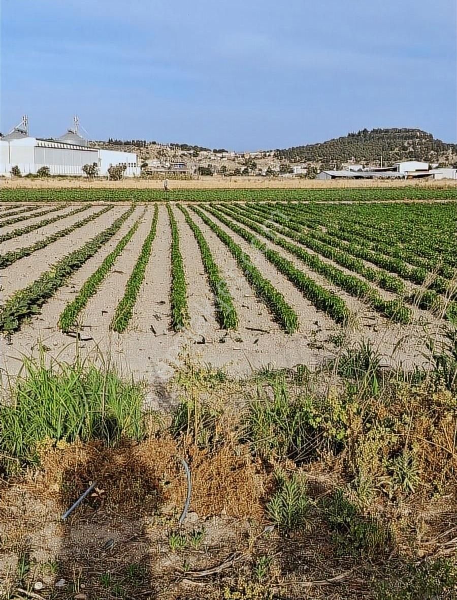 Foça Gerenköyde 11000 M2 Arazim Satılıktır