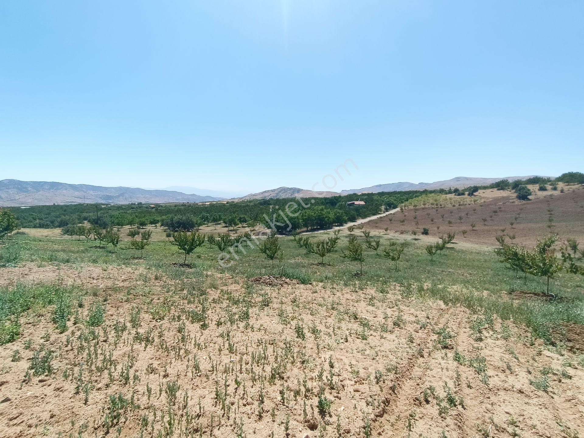Turanlar Gayrimenkul'den Elazığ Baskil Koçyolu Köyünde Satılık Yetişmiş Bahçe - Görsel 18
