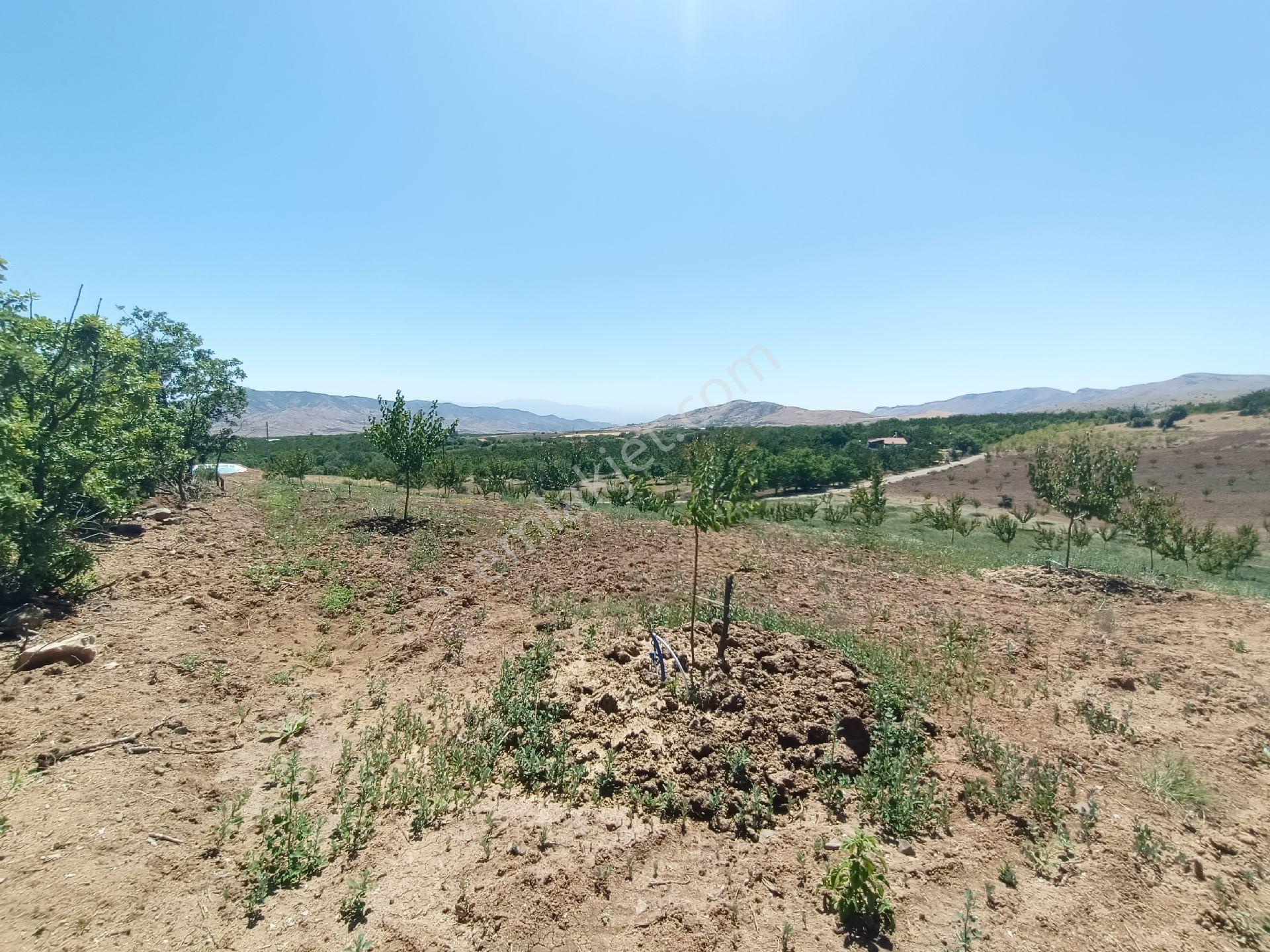 Turanlar Gayrimenkul'den Elazığ Baskil Koçyolu Köyünde Satılık Yetişmiş Bahçe - Görsel 13