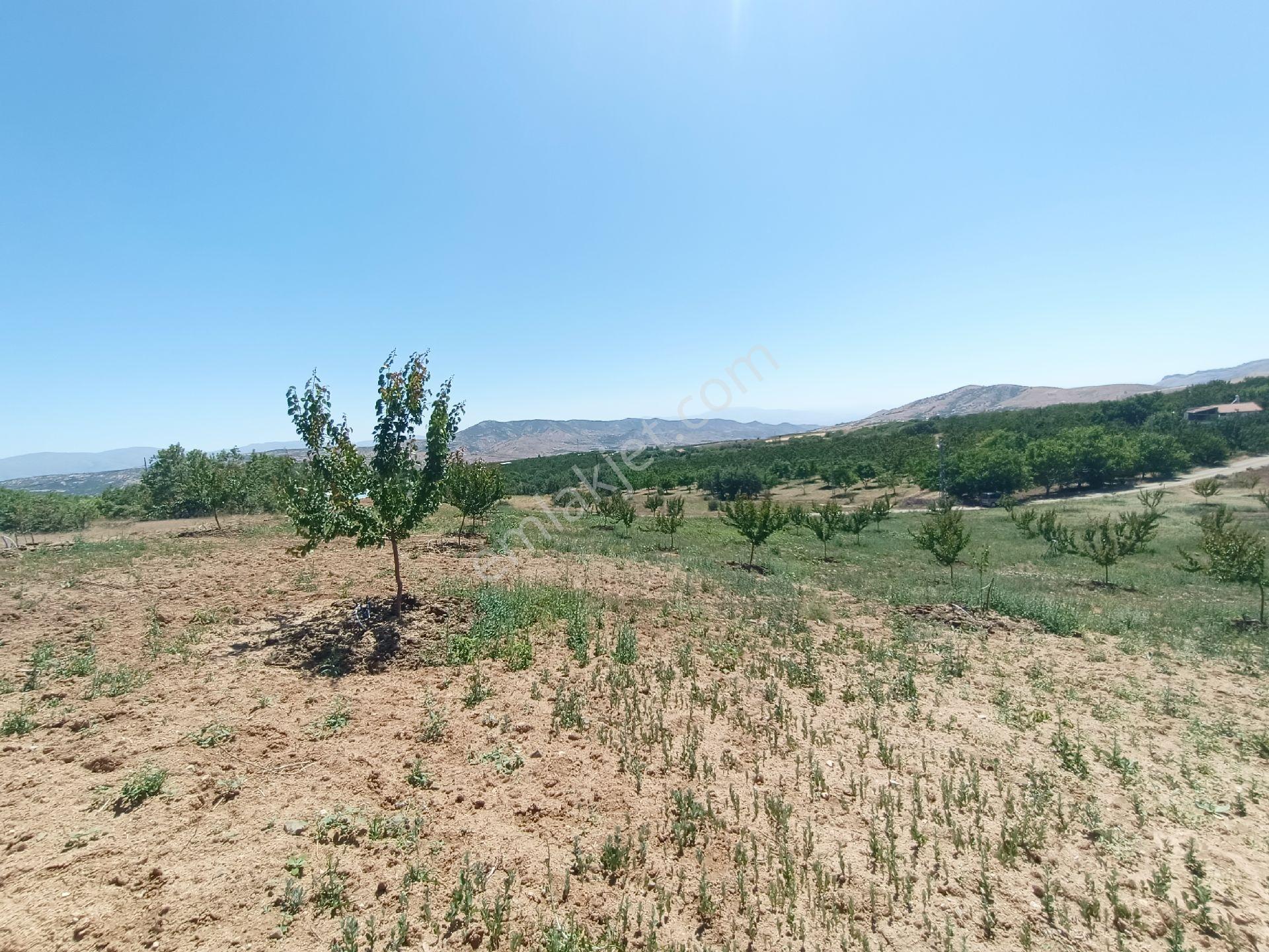 Turanlar Gayrimenkul'den Elazığ Baskil Koçyolu Köyünde Satılık Yetişmiş Bahçe - Görsel 17