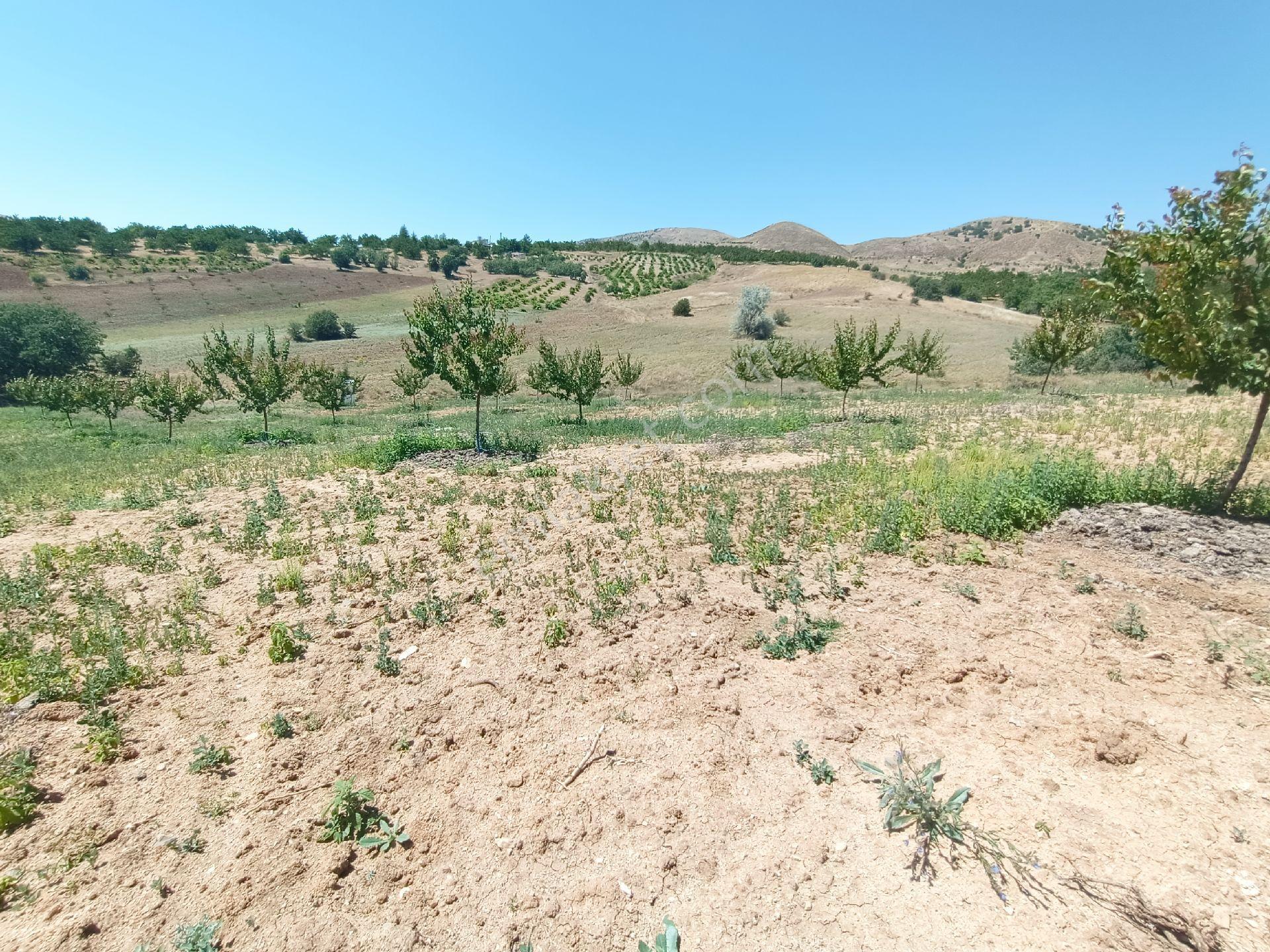 Turanlar Gayrimenkul'den Elazığ Baskil Koçyolu Köyünde Satılık Yetişmiş Bahçe - Görsel 10