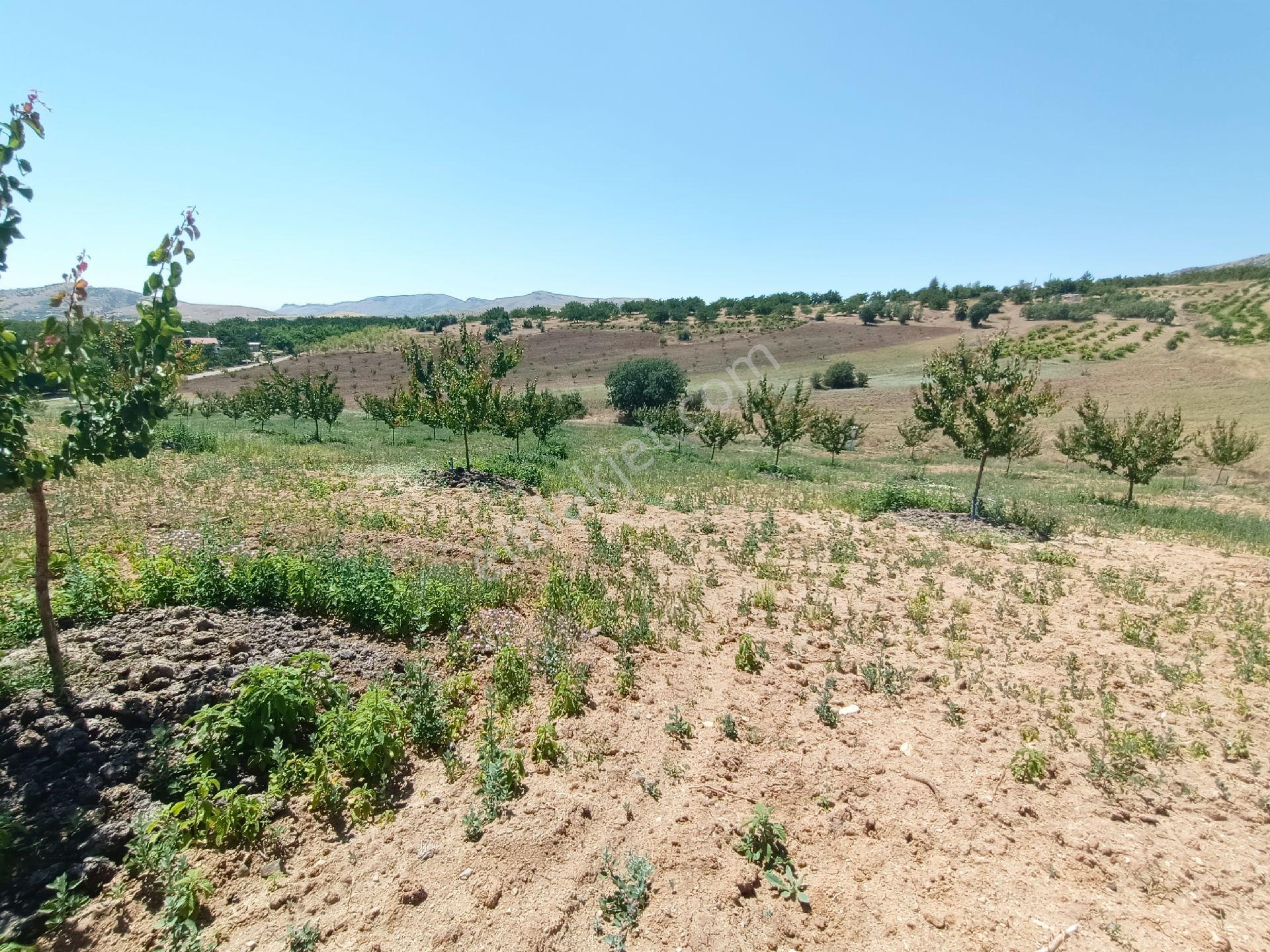 Turanlar Gayrimenkul'den Elazığ Baskil Koçyolu Köyünde Satılık Yetişmiş Bahçe - Görsel 11