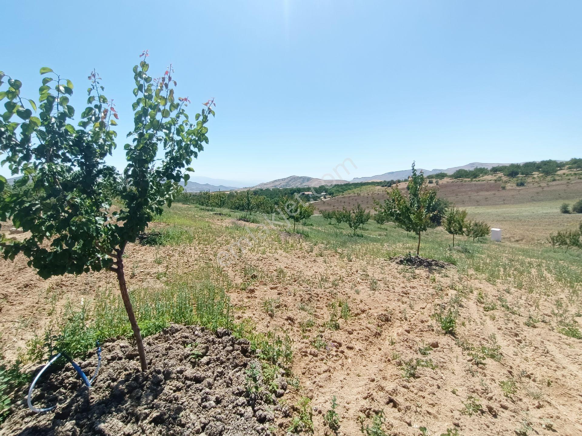 Turanlar Gayrimenkul'den Elazığ Baskil Koçyolu Köyünde Satılık Yetişmiş Bahçe - Görsel 9