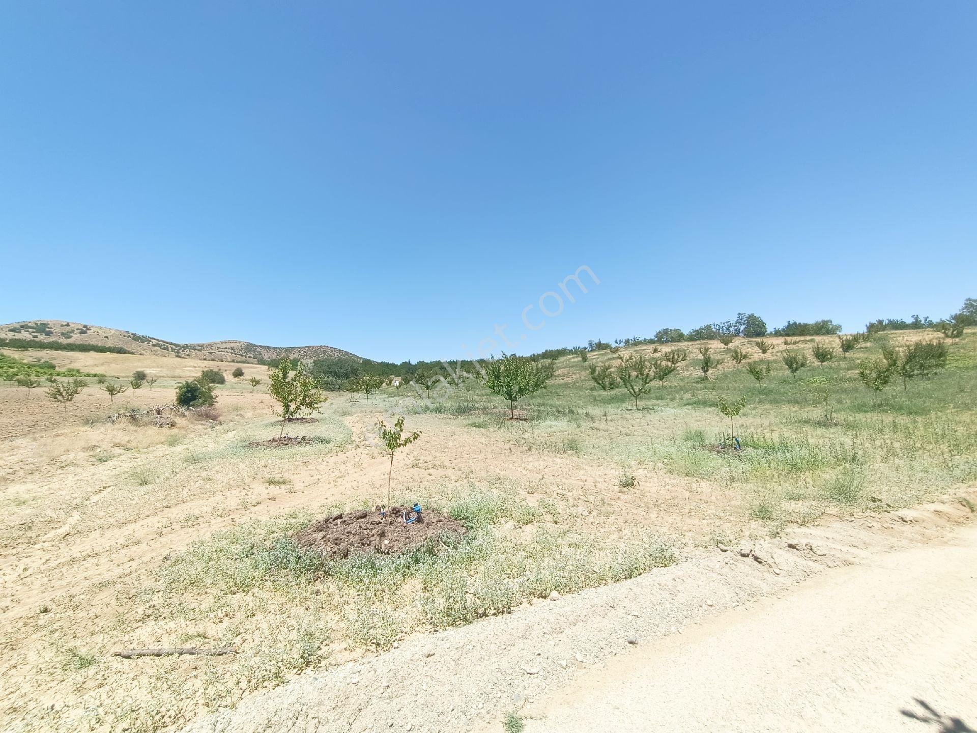 Turanlar Gayrimenkul'den Elazığ Baskil Koçyolu Köyünde Satılık Yetişmiş Bahçe - Görsel 2