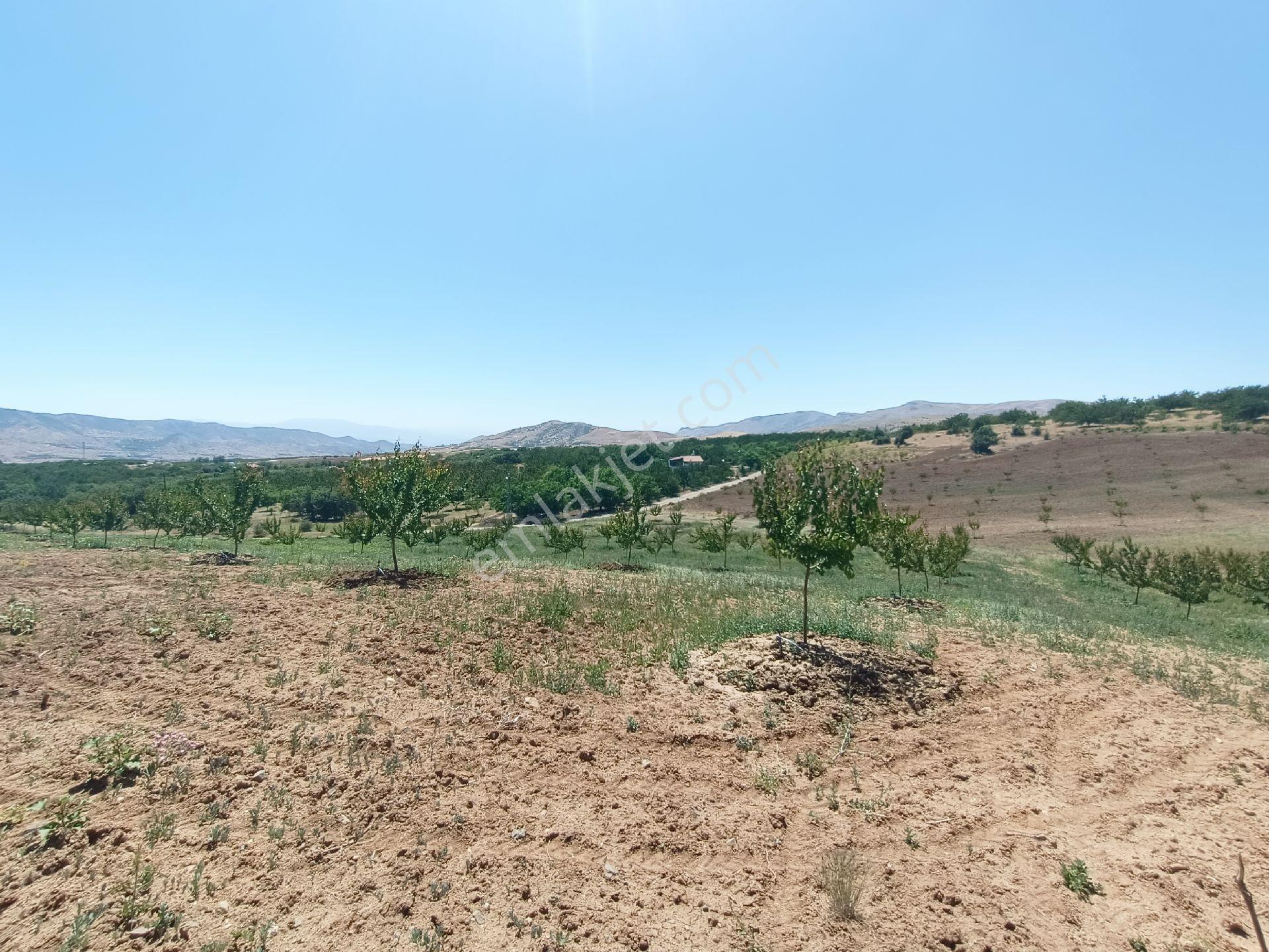 Turanlar Gayrimenkul'den Elazığ Baskil Koçyolu Köyünde Satılık Yetişmiş Bahçe - Görsel 14