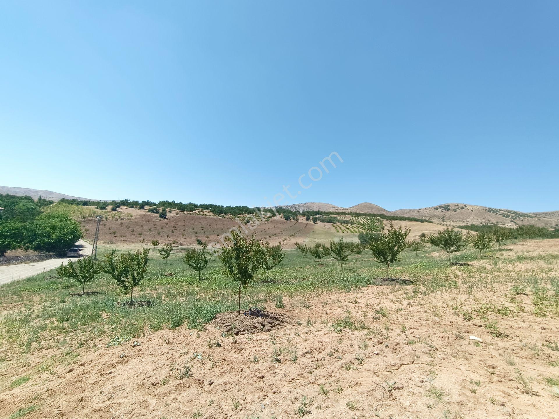 Turanlar Gayrimenkul'den Elazığ Baskil Koçyolu Köyünde Satılık Yetişmiş Bahçe - Görsel 20