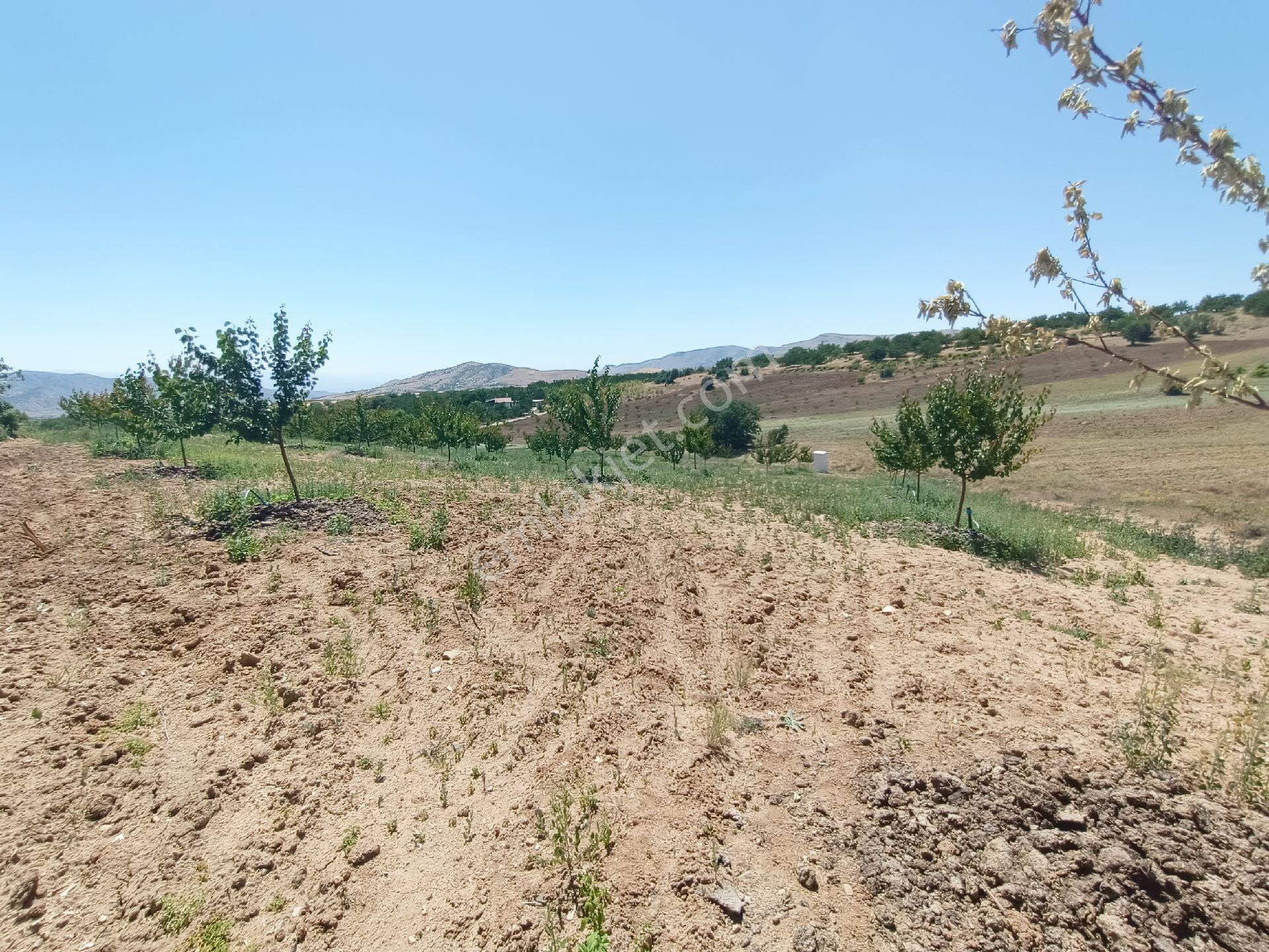 Turanlar Gayrimenkul'den Elazığ Baskil Koçyolu Köyünde Satılık Yetişmiş Bahçe - Görsel 8