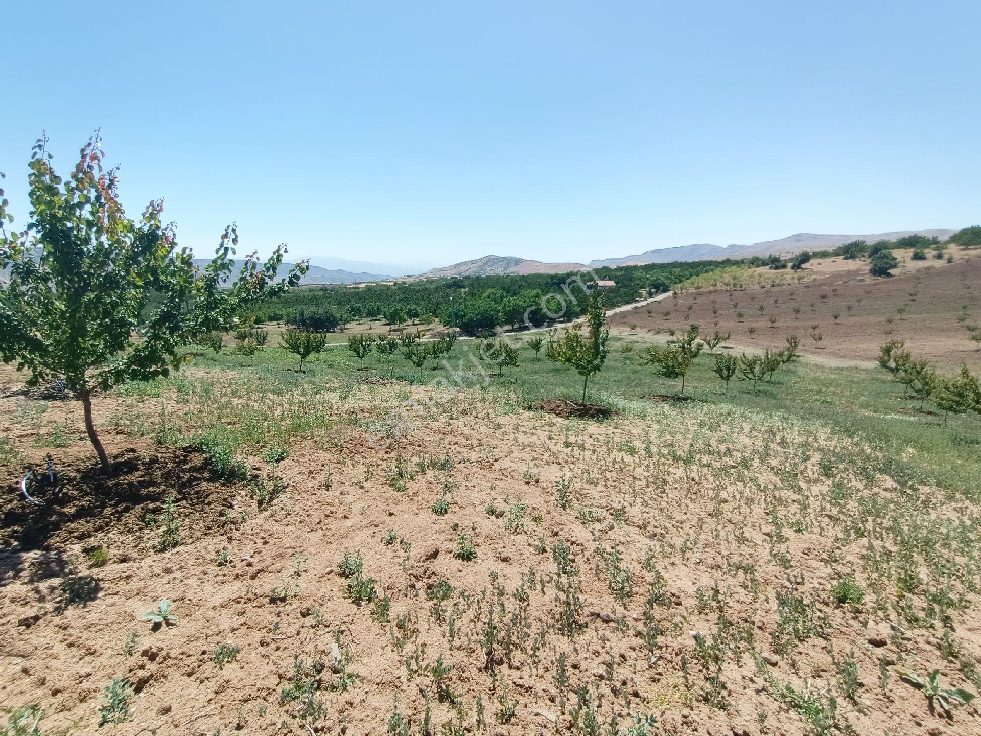 Turanlar Gayrimenkul'den Elazığ Baskil Koçyolu Köyünde Satılık Yetişmiş Bahçe - Görsel 16