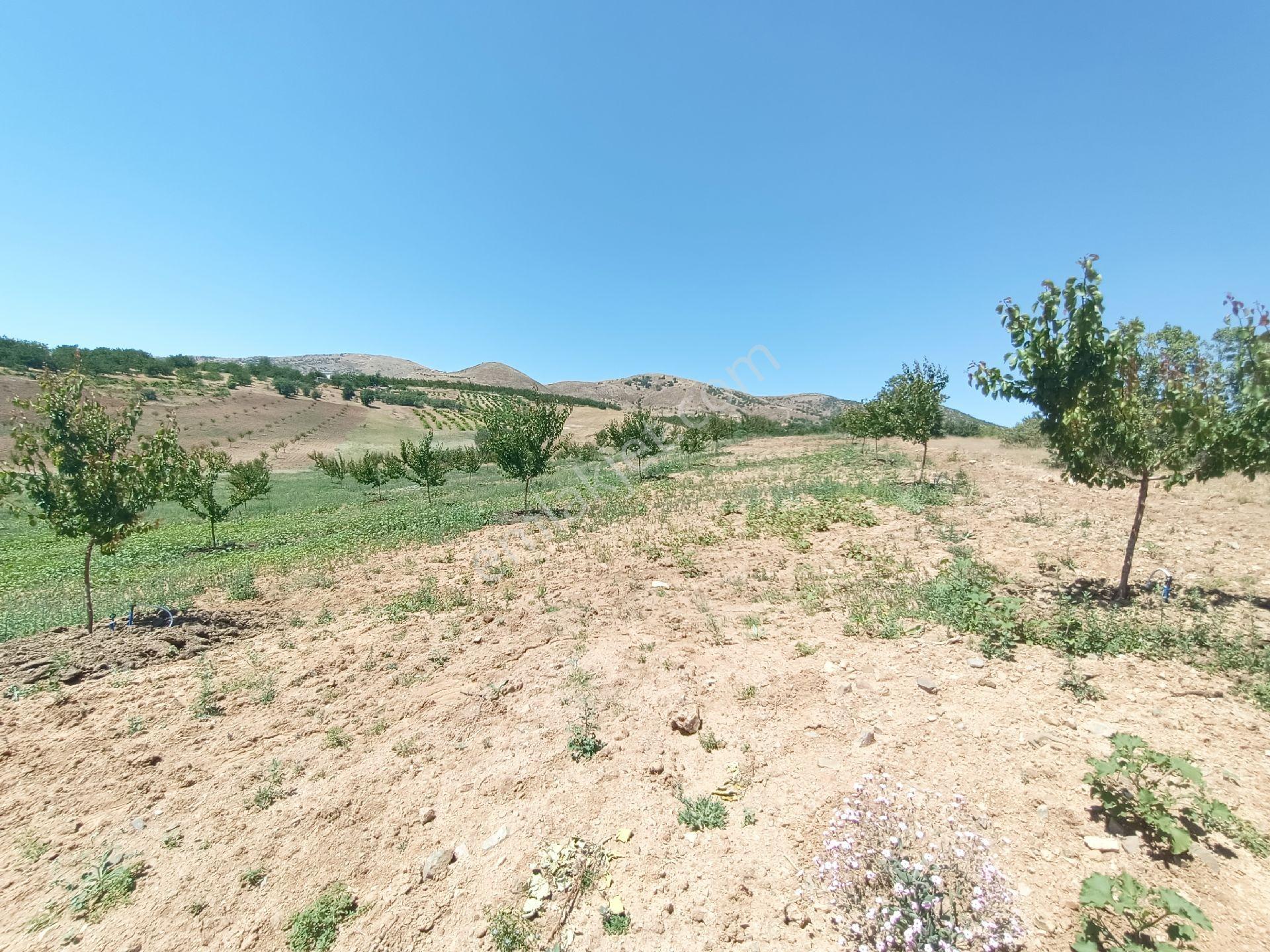 Turanlar Gayrimenkul'den Elazığ Baskil Koçyolu Köyünde Satılık Yetişmiş Bahçe - Görsel 19